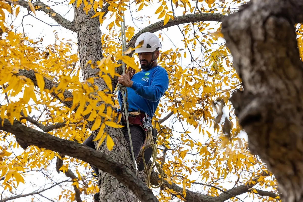 Skilled Tree Trimming crew working in Sedona